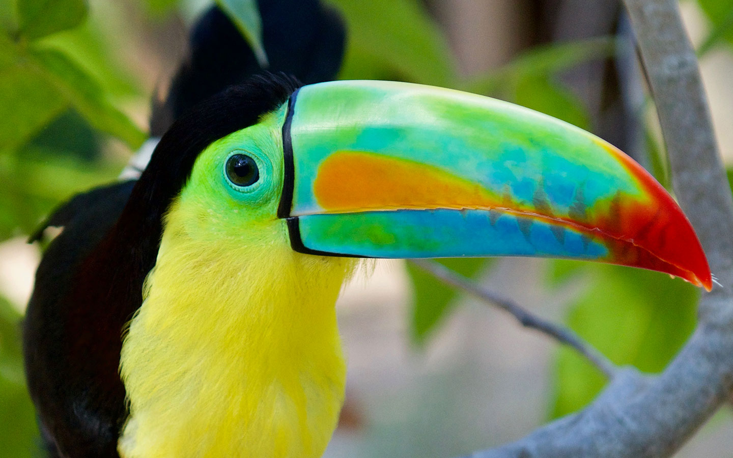baru bird sanctuary